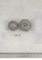 Click for 1 image(s) for this accession. FRUIT